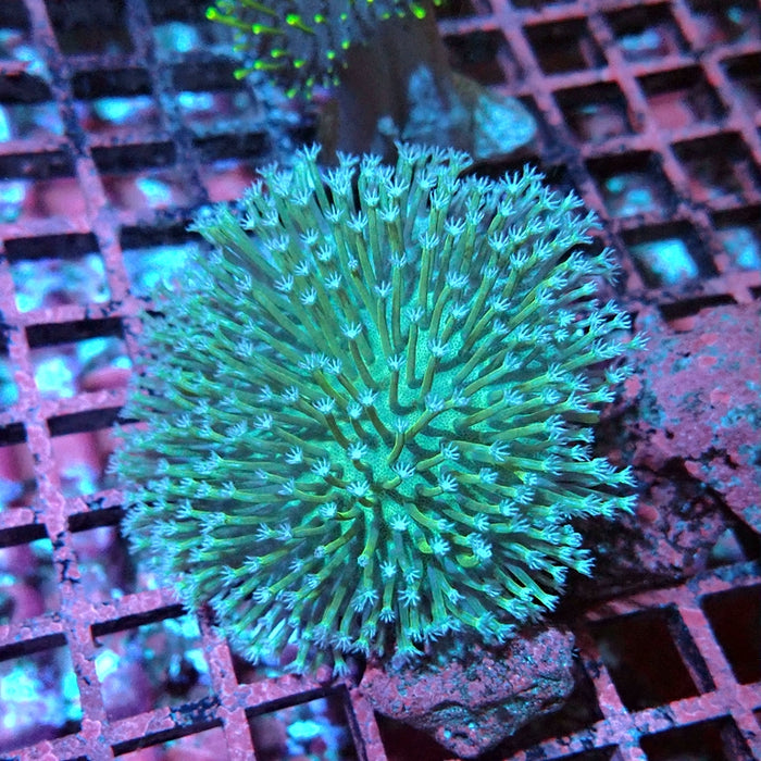 Leather Toadstool Coral