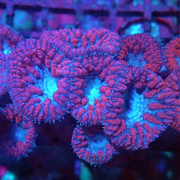RAR Pink Blue Blasto