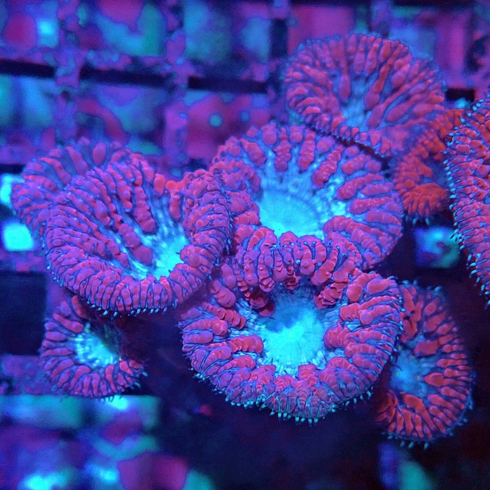 RAR Pink Blue Blasto