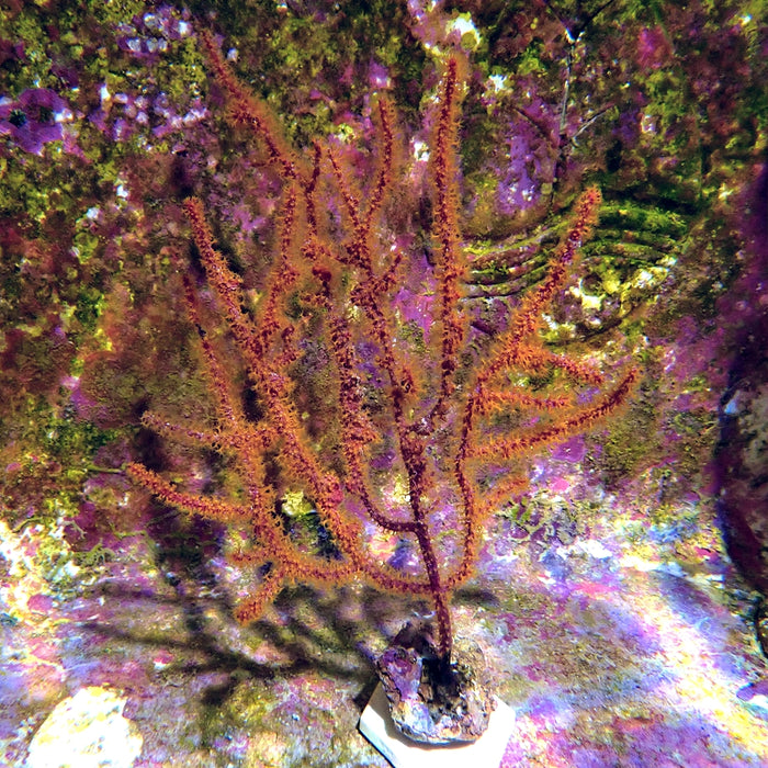 Gorgonia Colony