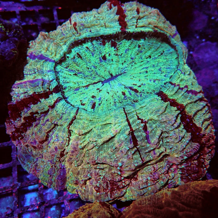 Acanthophyllia Bright