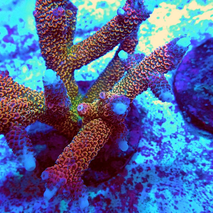 REx Vibrant Fuzzy Sheen Acro