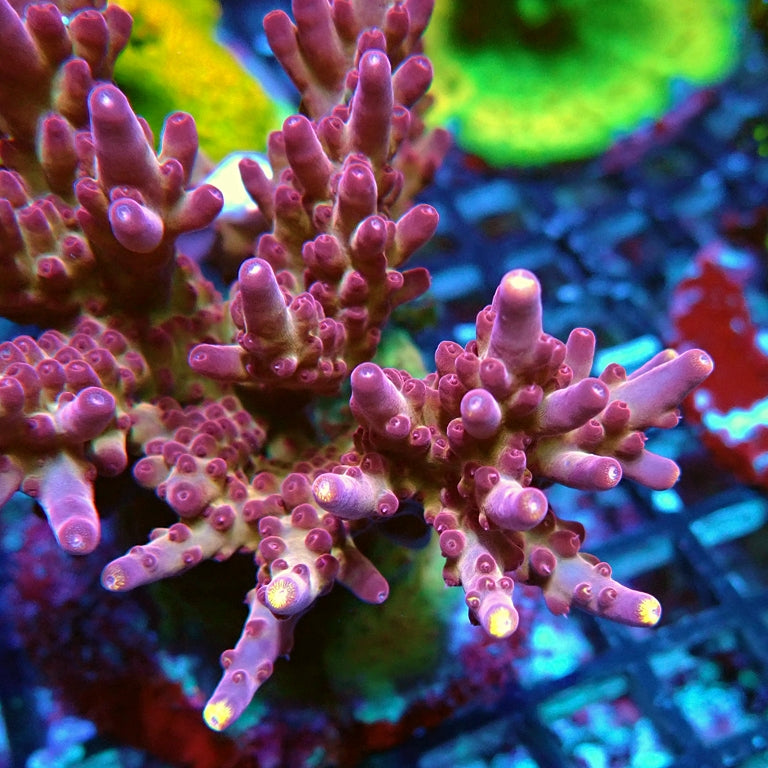 REx Fox Flame Acro — Reef Exclusive MA LLC