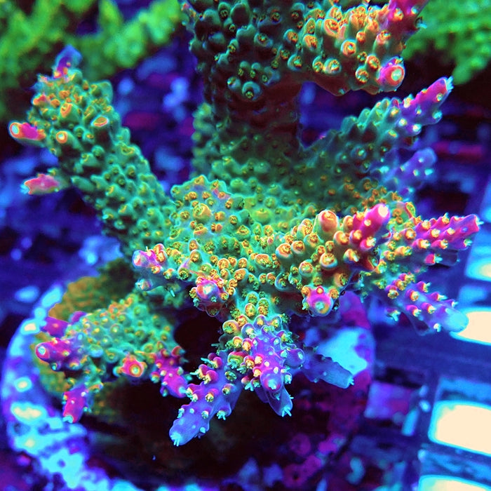 REx Berry Tree Acro