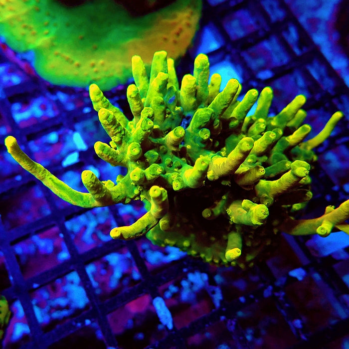 REx Green Yellow Multiacuta Acro