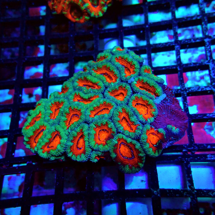 Acan Lord Colony