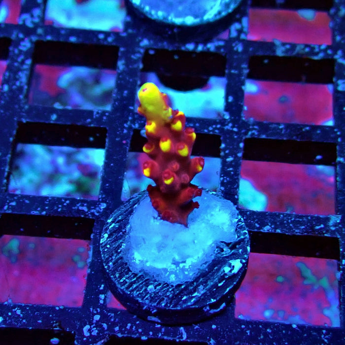 JF Fox Flame Acro Frag