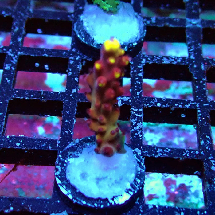JF Fox Flame Acro Frag