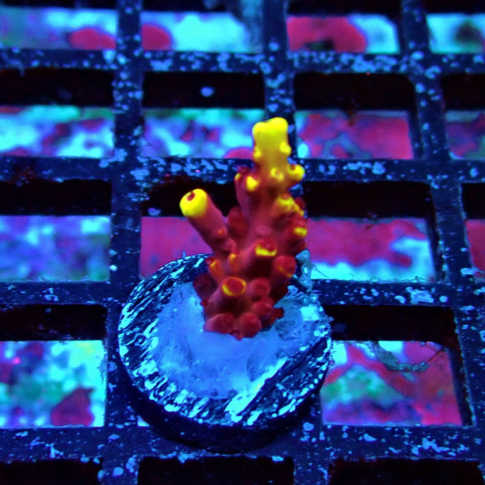 JF Fox Flame Acro Frag