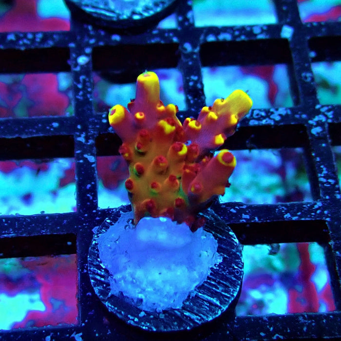 JF Fox Flame Acro Frag