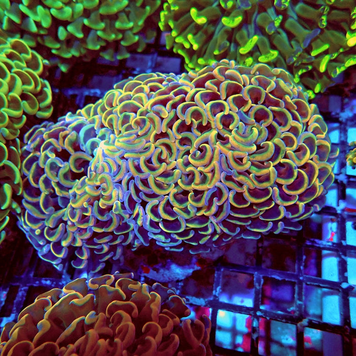 Euphyllia Gold Rainbow Wall Hammer