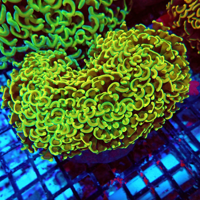 Euphyllia Gold Rainbow Wall Hammer