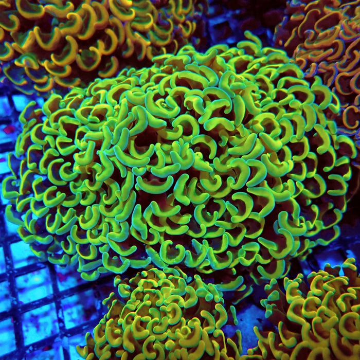 Euphyllia Gold Rainbow Wall Hammer