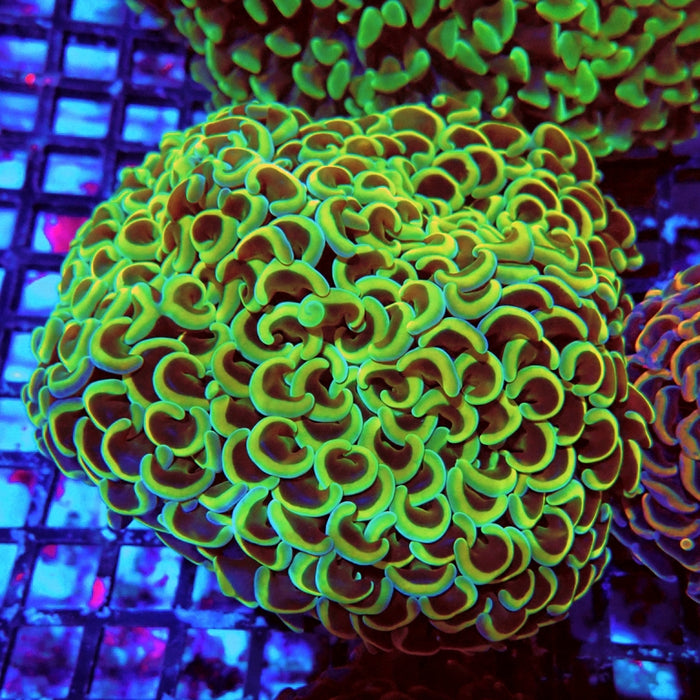 Euphyllia Gold Rainbow Wall Hammer