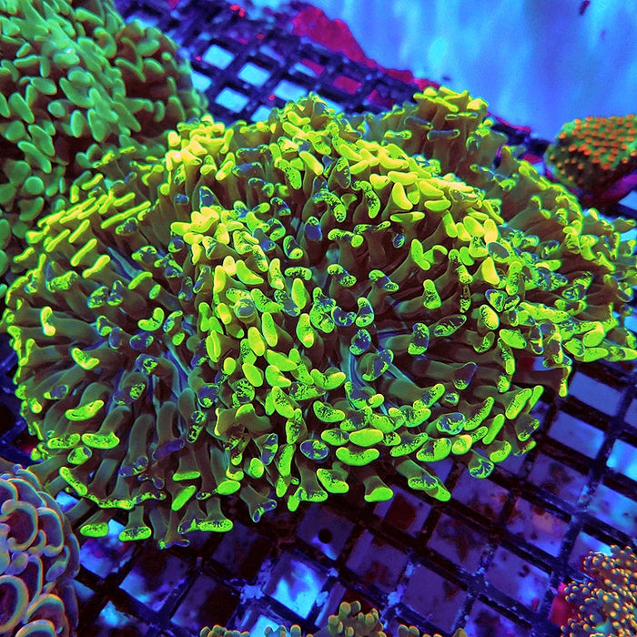 Euphyllia Super Wall Hammer XL