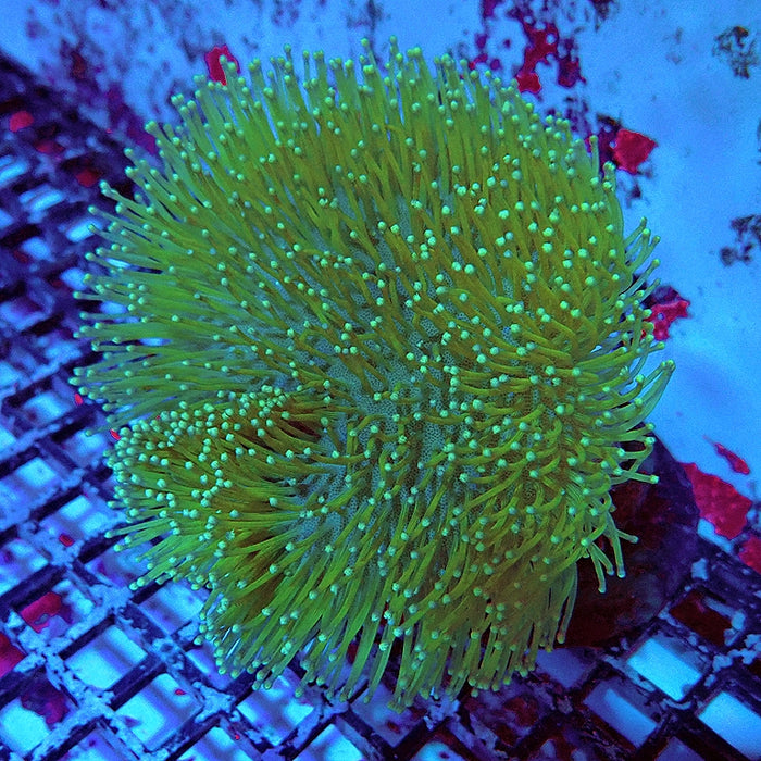 Leather Toadstool Green Coral