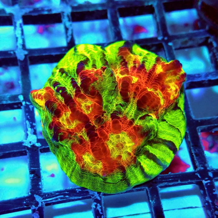 JF Chemical Reaction Chalice