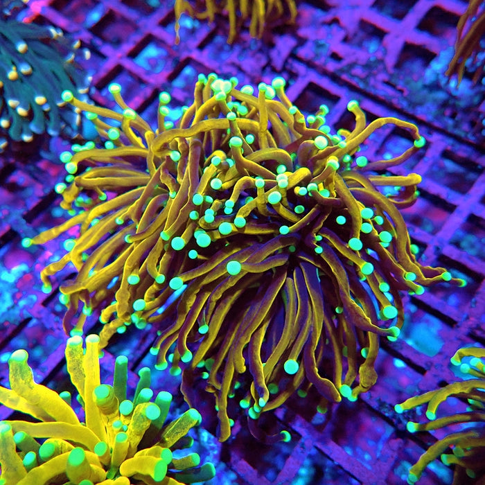 Euphyllia Tiger Torch Black