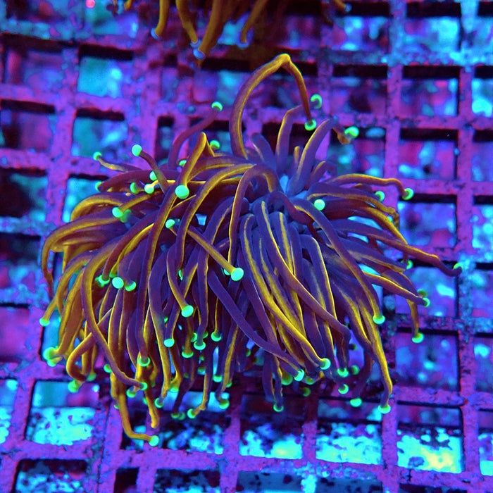 Euphyllia Tiger Torch Black