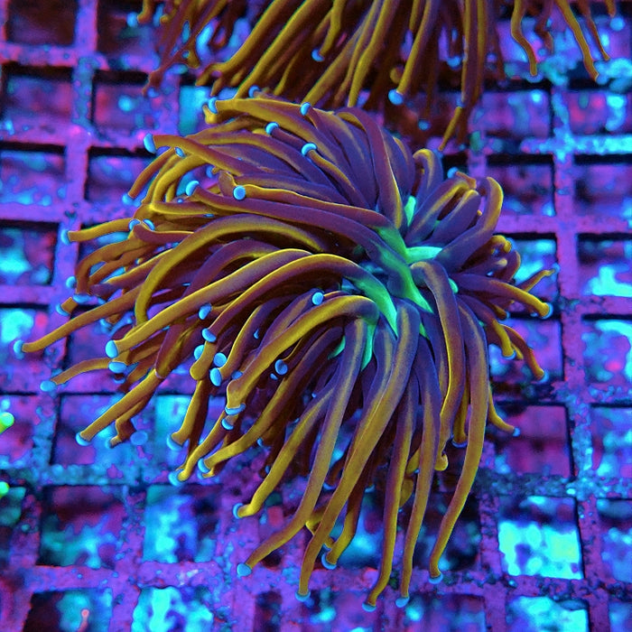 Euphyllia Dark Orange Blue Tips Torch