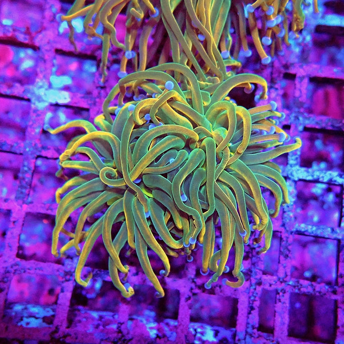 Euphyllia Holy Grail Reverse (30% Colored)