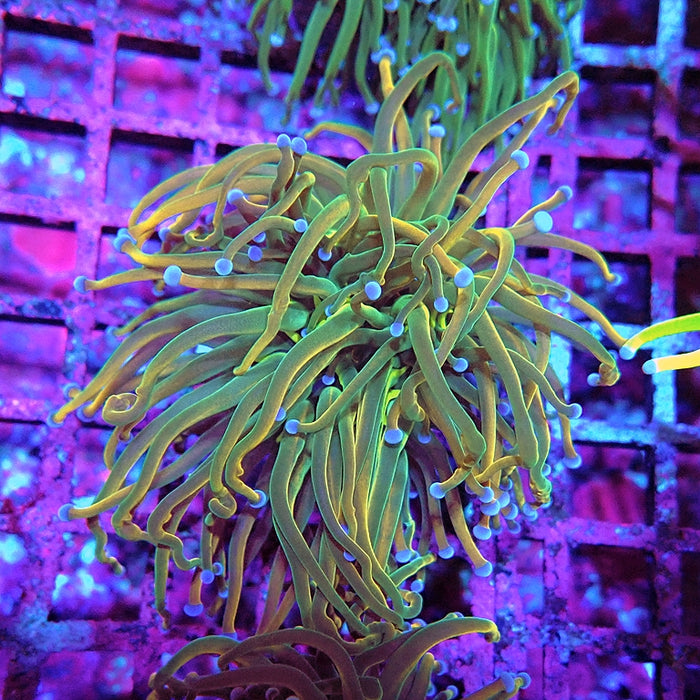 Euphyllia Holy Grail Reverse (30% Colored)