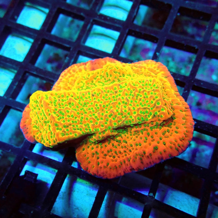 REx Rainbow Montipora