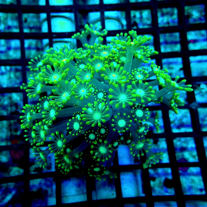 Alveopora Super Contrast Long Polyps