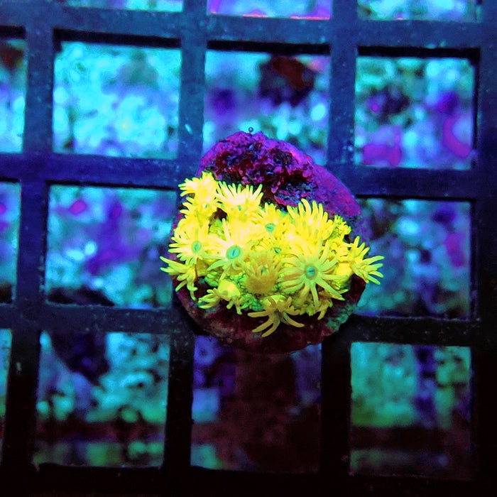 Goniopora Quadricolor Unique