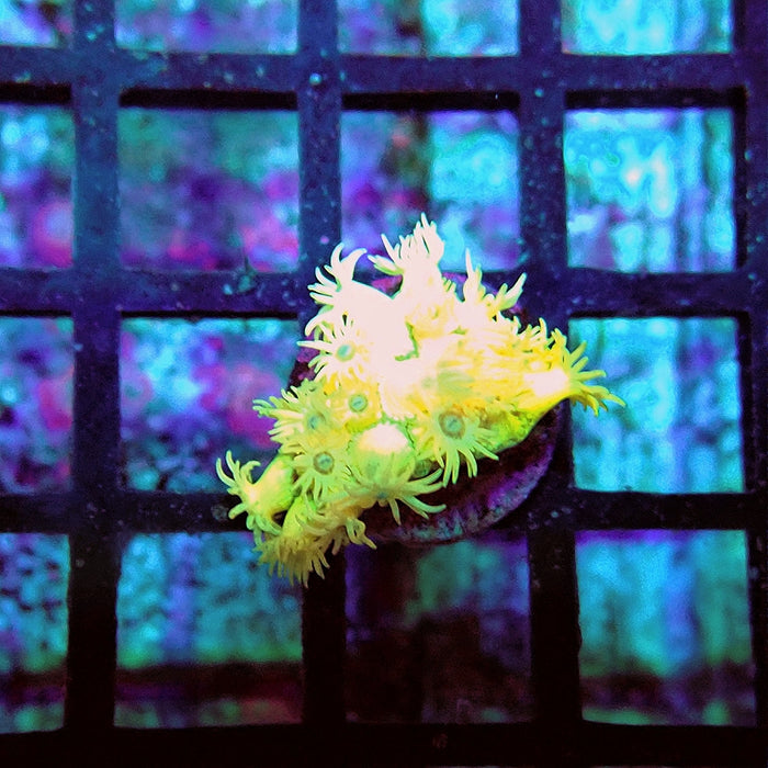 Goniopora Quadricolor Unique