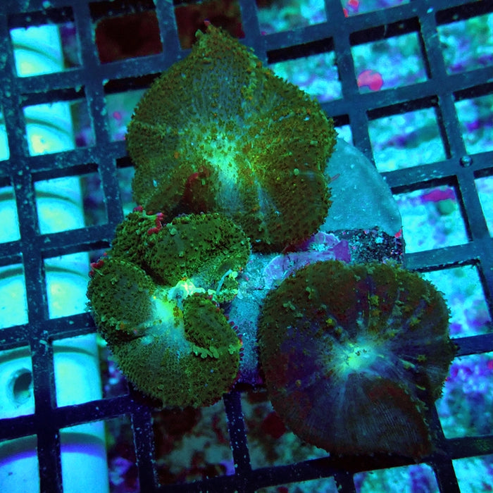 Bubble Rhodactis Colony