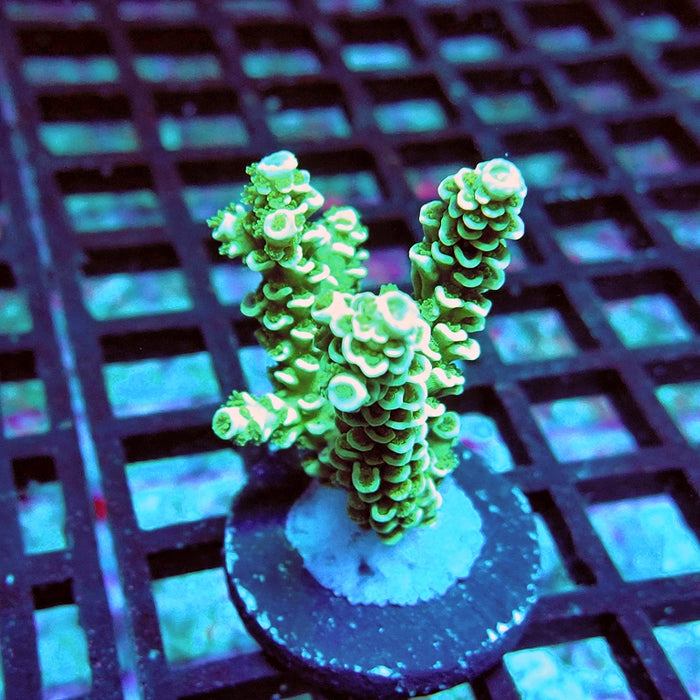 Tenuis Green Pink Scales Acro