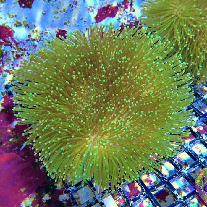 Leather Toadstool Green Coral