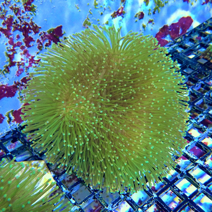 Leather Toadstool Green Coral