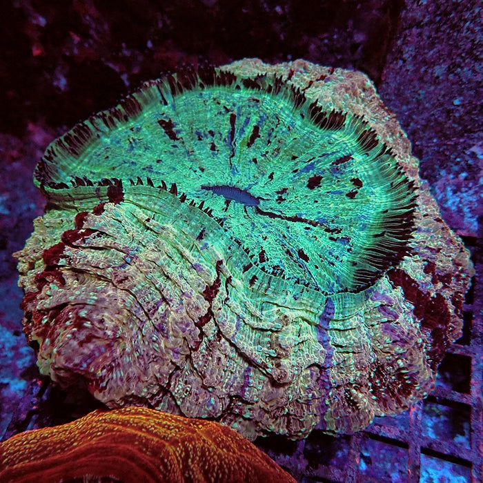 Acanthophyllia Bright