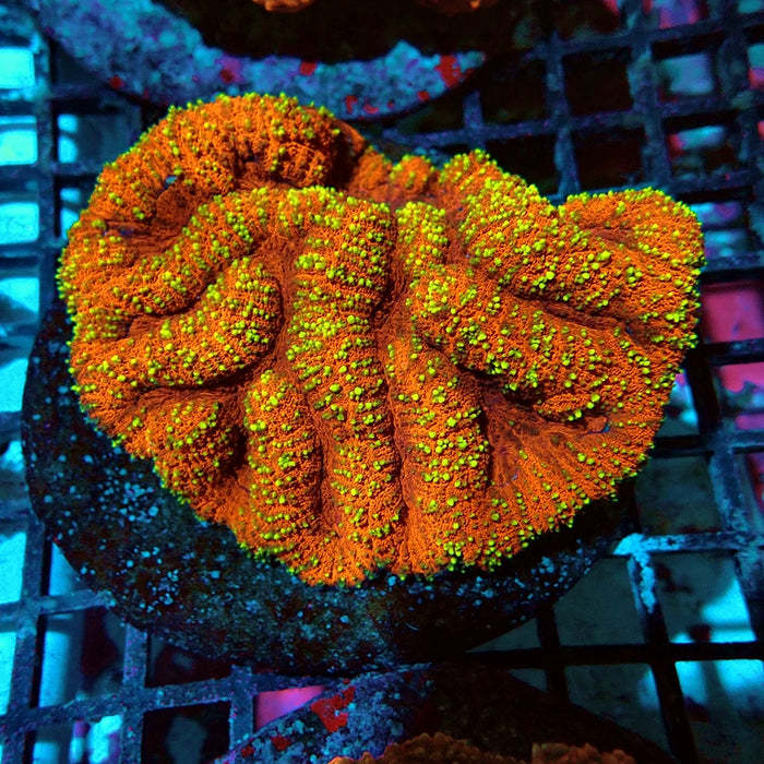 Symphyllia Coral Premium