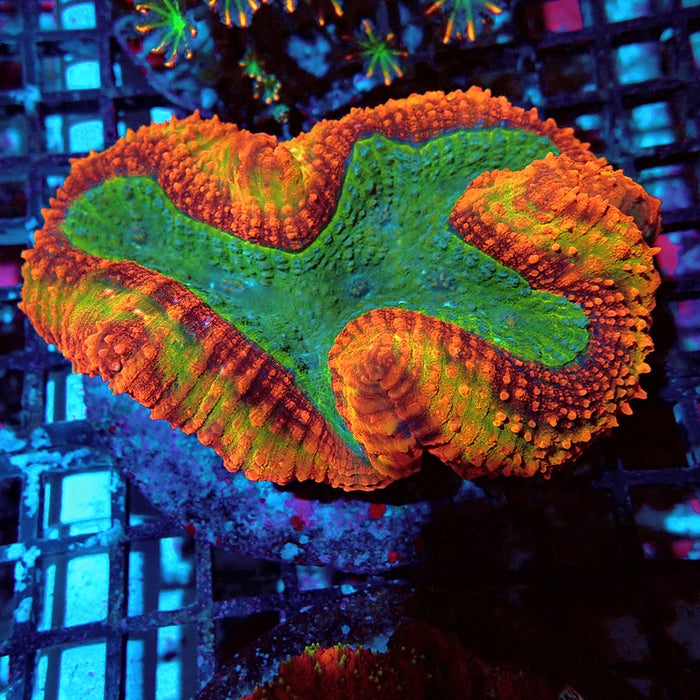 Symphyllia Coral Premium