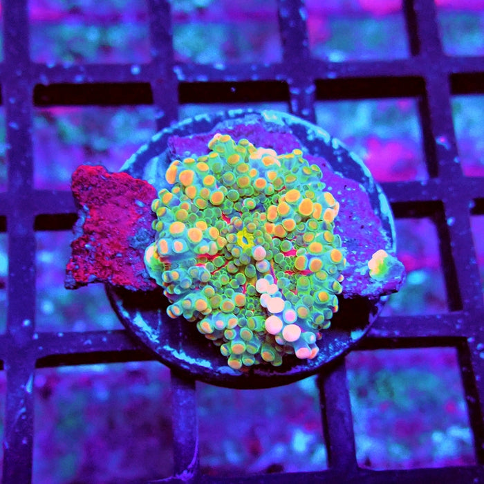 Ricordea Yuma Bubble Unique Premium