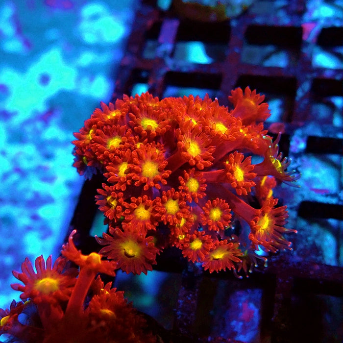 Goniopora Super Red Yellow Center