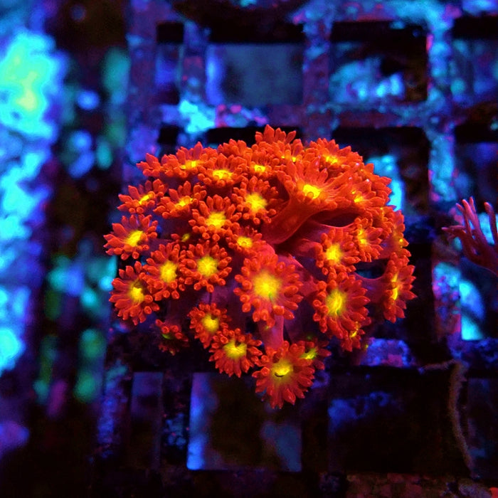 Goniopora Super Red Yellow Center