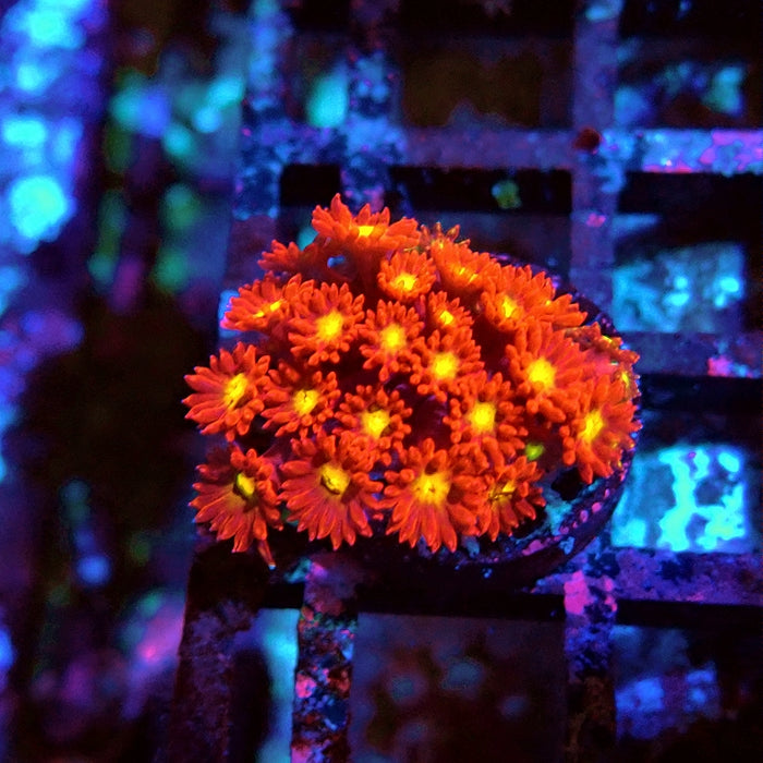 Goniopora Super Red Yellow Center