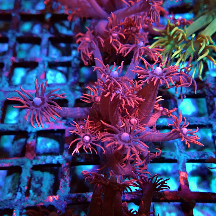 Goniopora Red Pink Bright Aquaculture
