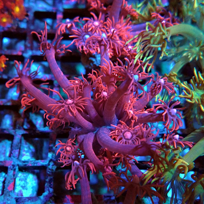 Goniopora Red Pink Bright Aquaculture