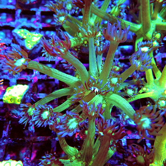 Goniopora Fake Glitter Contrast Long Polyps