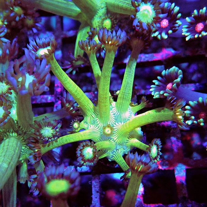 Goniopora Fake Glitter Contrast Long Polyps