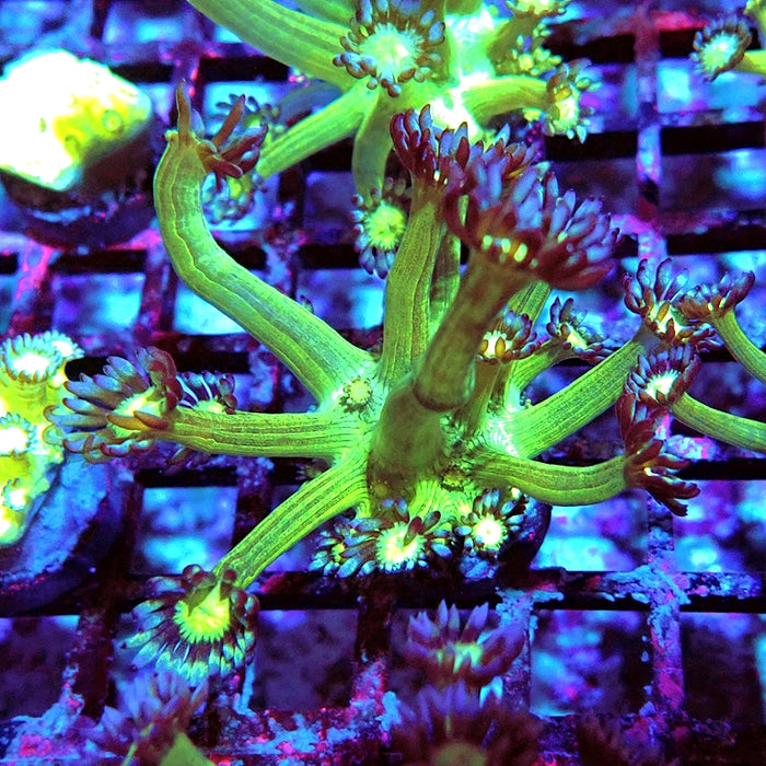 Goniopora Fake Glitter Contrast Long Polyps