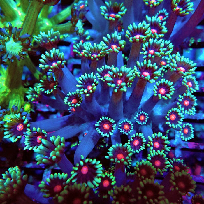 Goniopora Blue Red Middle XL Polyp