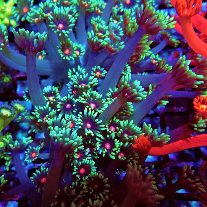Goniopora Blue Red Middle XL Polyp