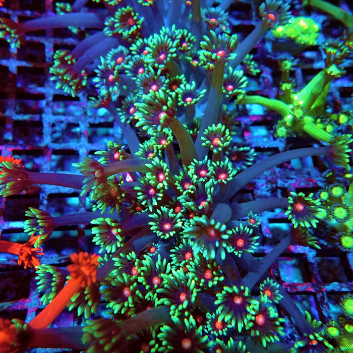 Goniopora Blue Red Middle XL Polyp