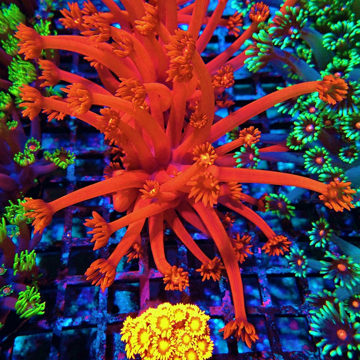 Goniopora Ultra Red XXL Polyp Premium